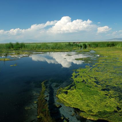 Çardak Gölü Piknik Alanları